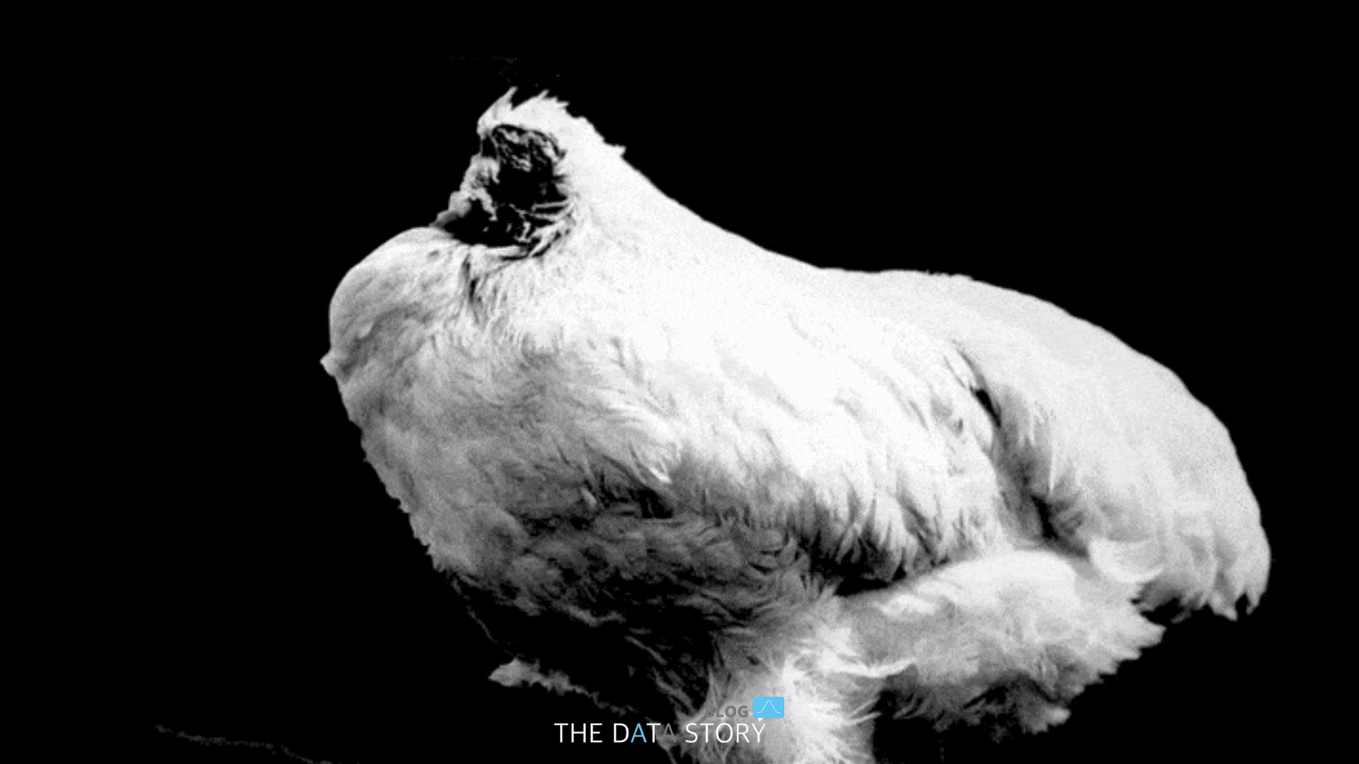 Mike the headless chicken